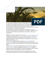 ¿Qué Es El Vigor Híbrido?: La Crianza y Mejoramiento Selectivo Heterocigotos Exogamia Endogamia Homocigosis Genes