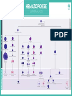 Hematopoiese em Humanos