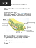 Práctica 9. Fotosíntesis - Reacciones Fotodependientes y Fotoindependientes