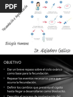 Fecundacin, Segmentacin e Implantacin