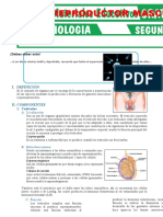 Sistema Reproductor Masculino