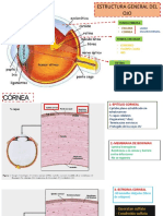 Histologia Del Ojo