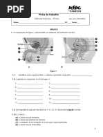 Ficha de Trabalho Sistema Reprodutor