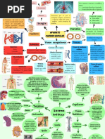 Mapas Aparato Cardiovascular y Sistema Linfático-1001