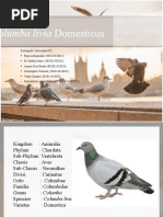 Columba Livia Domesticus