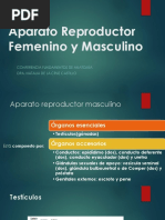 Sist. Reproductor Femenino y Maculino