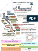 Arbol Bronquial