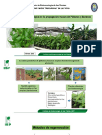 La Innovacion Tecnologica en La Propagacion Masiva de Platanos y Bananos