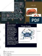 Crab - Nervous System