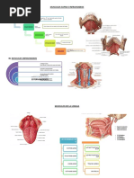 Resumen Musculos Supra e Infrahioideos Musculos de La Lengua y Triangulos