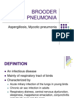 Brooder Pneumonia