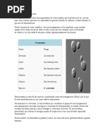 Saccharomyces Cerevisiae