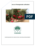 NABARD Bankable Scheme Pomegranate