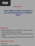 Mitosis in Root Tip