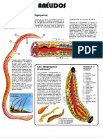 Anélidos Recortable