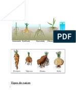 Tipos de Raíces