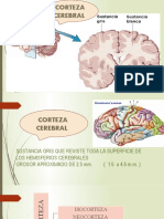 Corteza Cerebral