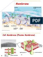 2 Cell Membrane 20210908