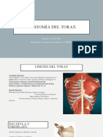 Anatomia de Torax