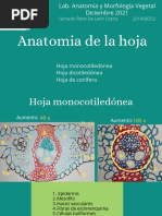 Anatomia de Hoja