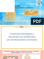 (SUBGRUPO #4) Excitación Del Músculo Esquelético Transmisión Neuromuscular y Acoplamiento Exitación Contracción