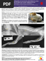 Diagnóstico Radiográfico de Hemimelia Radial Bilateral y Otras Disostosis en Felino de 4 Meses: Reporte de Caso