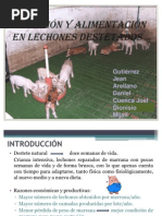 Nutricion de Lechones Destetados