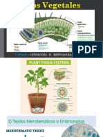 Tejidos Vegetales 21-22