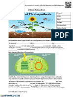 Photosynthesis Worksheet