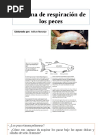 Sistema de Respiración de Los Peces