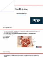 Small Intestine