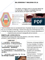 8.-Patologia Bucal