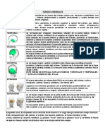 Sistema Oseo, Esqueleto Axial y Apendicular