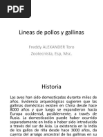 Lineas de Pollos y Gallinas