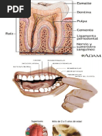 Presentación1.pptx Odontologia Foren. (1236)