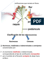 12 Inflorescencias