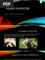 Perro Mapache - Trabajo Final 3