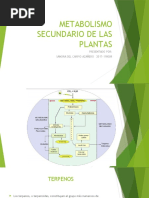 Biosintesis de Terpenos