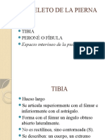 Mmi Hueso Tibia