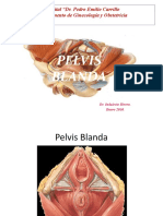 03 - Pelvis Blanda 