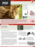 Gato Montes Compress