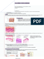 Histología de La Piel y Sus Anexos