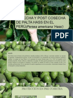 Cosecha y Post Cosecha de Palta Hass en