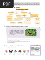 Actividad Reproduccion en Los Invertebrados