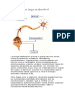 Cómo Actúan Las Drogas en El Cerebro