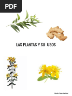 Fichas Plantas y Sus Usos