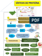 Flujograma Sintesis de Proteinas