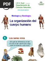 La Organizacion Del Cuerpo Humano