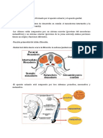 Embriologia Primer Parcial