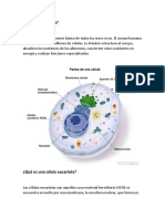 Investigacion Sobre La Celula